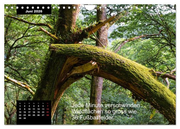 Produktbild: Schlaumeier-Kalender - Thema: Wald (Wandkalender 2026 DIN A4 quer), CALVENDO Monatskalender