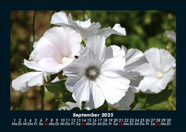 Produktbild: Blumenzauber 2025 Fotokalender DIN A5
