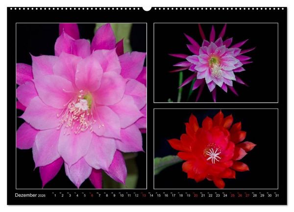 Produktbild: Epiphyllum-Hybriden (hochwertiger Premium Wandkalender 2026 DIN A2 quer), Kunstdruck in Hochglanz