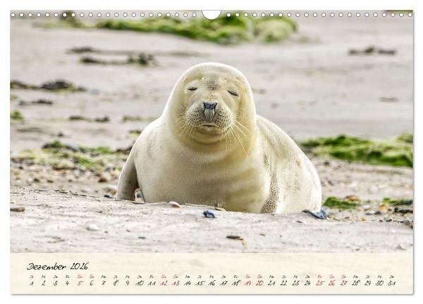 Produktbild: Brut- und Setzzeit. Neues Leben entsteht. (Wandkalender 2026 DIN A3 quer), CALVENDO Monatskalender