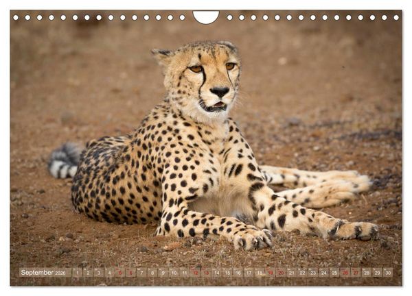 Produktbild: Geparden - Die Sch&ouml;nheiten Afrikas (Wandkalender 2026 DIN A4 quer), CALVENDO Monatskalender