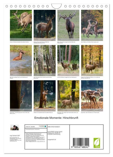 Produktbild: Emotionale Momente: Hirschbrunft (Wandkalender 2026 DIN A4 hoch), CALVENDO Monatskalender