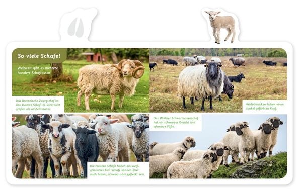 Produktbild: Das Schaf