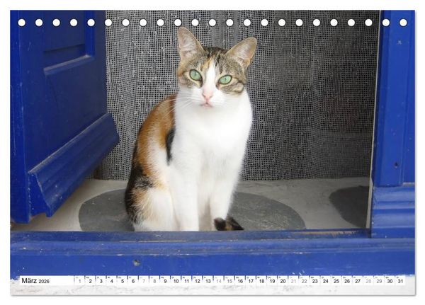 Produktbild: Katzen der Kykladen (Tischkalender 2026 DIN A5 quer), CALVENDO Monatskalender