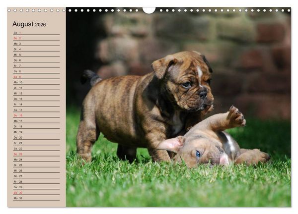 Produktbild: Bulldoggen-Kinder (Wandkalender 2026 DIN A3 quer), CALVENDO Monatskalender