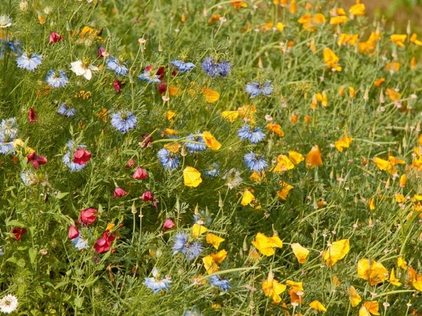 Produktbild: CALVENDO Puzzle Wildblumen f&uuml;r Bienen mit Goldmohn und Junger im Gr&uuml;nen | 1000 Teile Lege-Gr&ouml;&szlig;e 64x48cm Foto-Puzzle f&uuml;r gl&uuml;ckliche Stunden