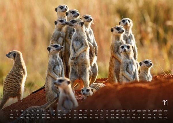 Produktbild: Afrikas Tierwelt - Der Tierkalender - 2027 - Kalender DIN A2