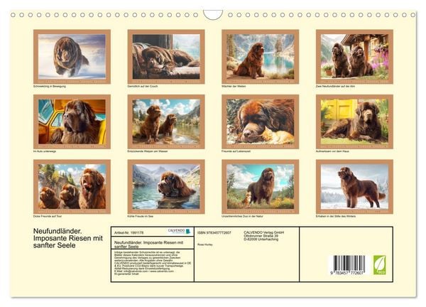 Produktbild: Neufundl&auml;nder. Imposante Riesen mit sanfter Seele (Wandkalender 2026 DIN A3 quer), CALVENDO Monatskalender
