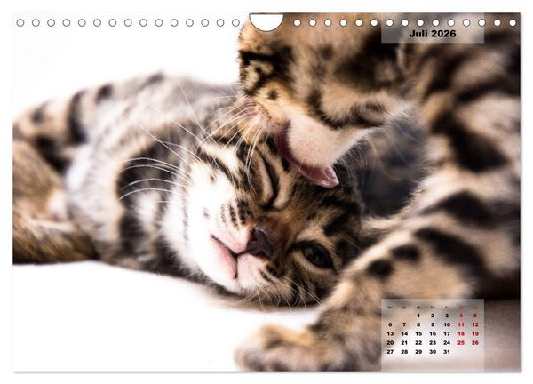 Produktbild: Bengal K&auml;tzchen 2 (Wandkalender 2026 DIN A4 quer), CALVENDO Monatskalender