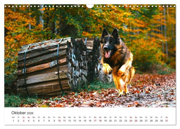 Produktbild: Sch&auml;ferhunde - Die gutm&uuml;tigen Wegbegleiter. (Wandkalender 2026 DIN A3 quer), CALVENDO Monatskalender