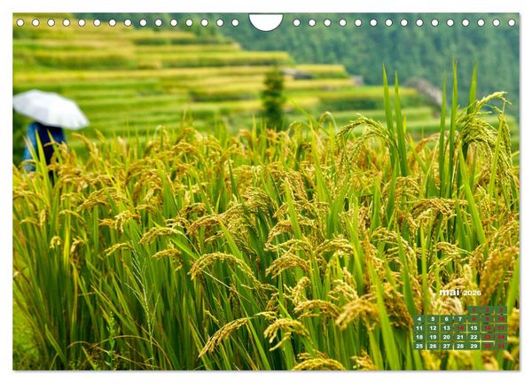 Produktbild: Riz de Chine (Calendrier mural 2026 DIN A4 vertical), CALVENDO calendrier mensuel