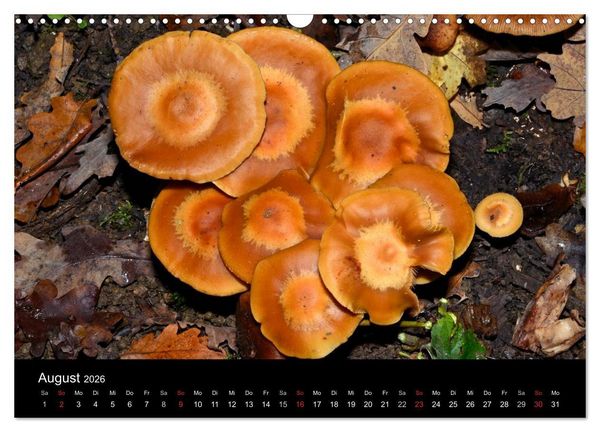 Produktbild: Pilze, Pilze (Wandkalender 2026 DIN A3 quer), CALVENDO Monatskalender