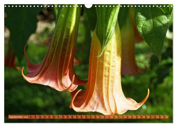 Produktbild: Flower Power - Zauberhafte K&uuml;belpflanzen (Wandkalender 2026 DIN A3 quer), CALVENDO Monatskalender