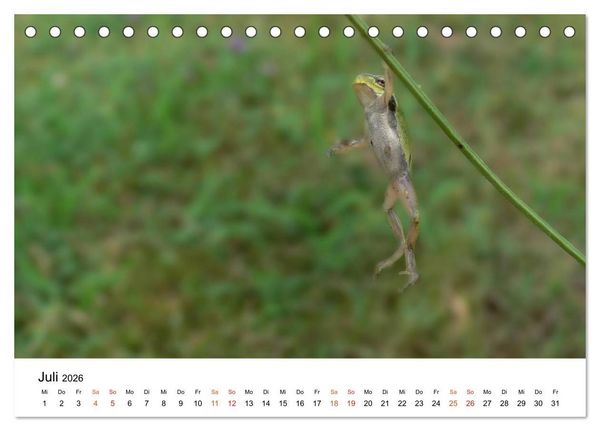 Produktbild: Besucher im Garten - Laubfr&ouml;sche (Tischkalender 2026 DIN A5 quer), CALVENDO Monatskalender