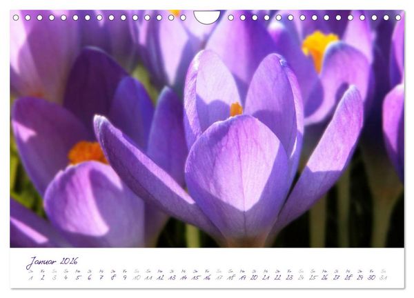Produktbild: Lila Bl&uuml;ten (Wandkalender 2026 DIN A4 quer), CALVENDO Monatskalender