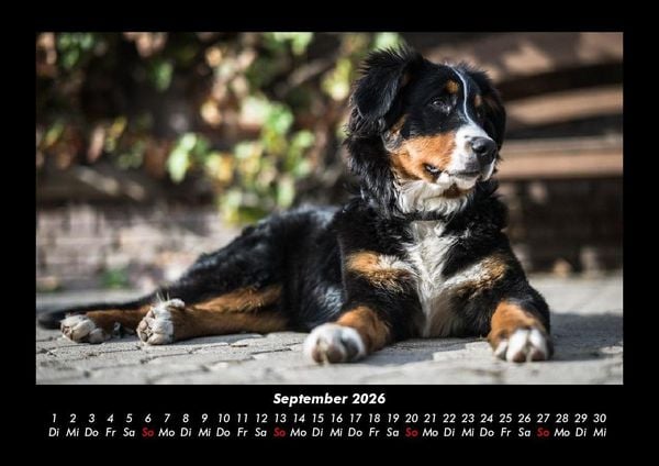 Produktbild: Welpen 2026 Fotokalender DIN A3