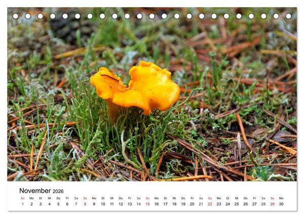 Produktbild: Heimische Pilze (Tischkalender 2026 DIN A5 quer), CALVENDO Monatskalender
