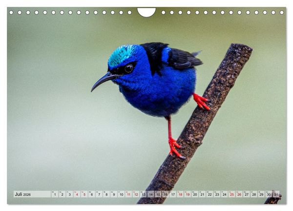 Produktbild: Phantastische Vogelwelt Costa Rica (Wandkalender 2026 DIN A4 quer), CALVENDO Monatskalender