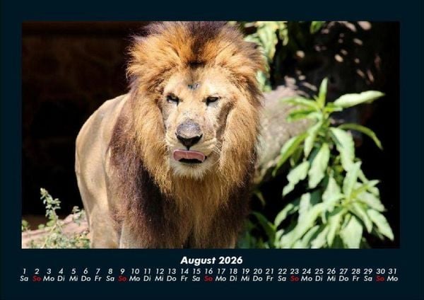 Produktbild: L&ouml;wen in der Wildnis 2026 Fotokalender DIN A4