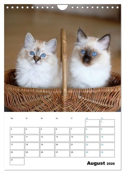 Produktbild: Heilige Birma Kitten - s&uuml;&szlig;e kleine Flauschb&auml;llchen (Wandkalender 2026 DIN A4 hoch), CALVENDO Monatskalender
