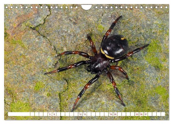 Produktbild: Spinnen in Deutschland (Wandkalender 2026 DIN A4 quer), CALVENDO Monatskalender