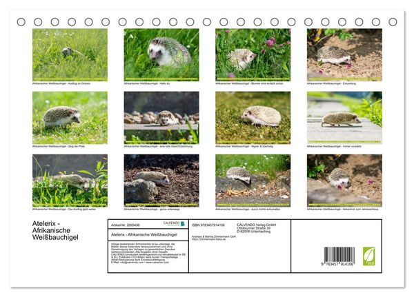 Produktbild: Atelerix - Afrikanische Wei&szlig;bauchigel (Tischkalender 2026 DIN A5 quer), CALVENDO Monatskalender