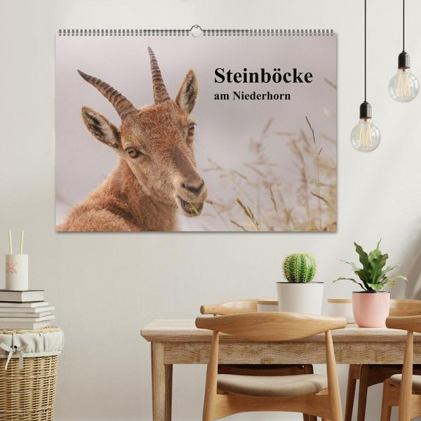 Produktbild: Steinb&ouml;cke am Niederhorn (Wandkalender 2026 DIN A2 quer), CALVENDO Monatskalender