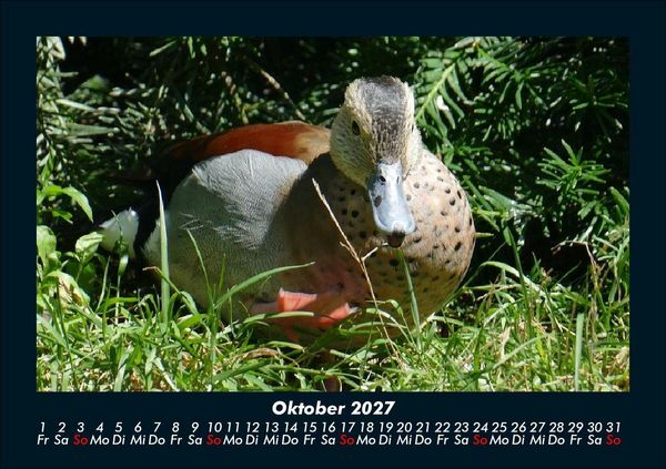 Produktbild: Welt der V&ouml;gel 2027 Fotokalender DIN A5