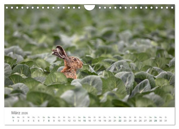 Produktbild: Feldhasen - dem Langohr auf der Spur (Wandkalender 2026 DIN A4 quer), CALVENDO Monatskalender