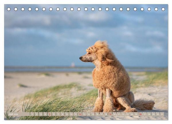 Produktbild: Lockenpfoten 2026 (Tischkalender 2026 DIN A5 quer), CALVENDO Monatskalender