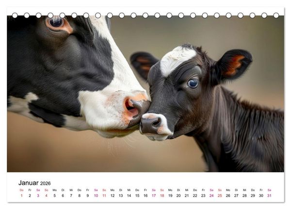 Produktbild: Holsteiner Sch&ouml;nheiten (Tischkalender 2026 DIN A5 quer), CALVENDO Monatskalender