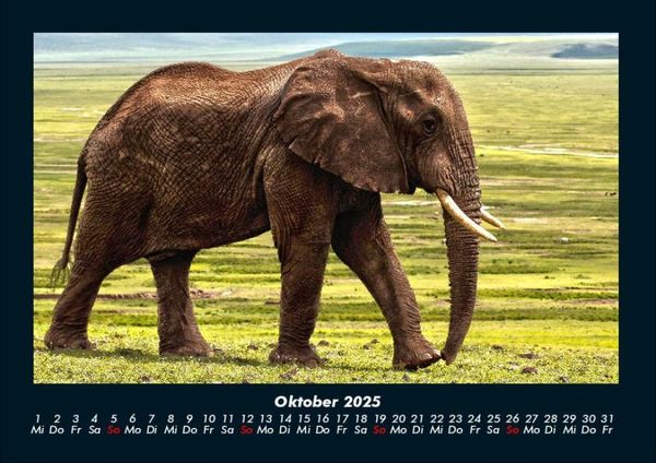 Produktbild: Elefanten - Die sanften Riesen Afrikas 2025 Fotokalender DIN A4