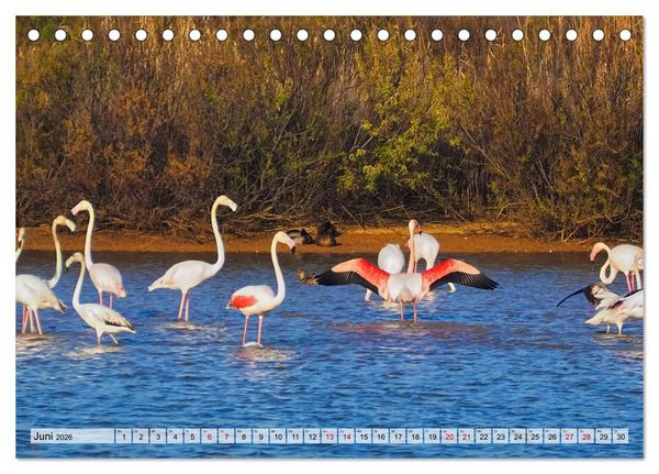 Produktbild: Flamingo Zauber (Tischkalender 2026 DIN A5 quer), CALVENDO Monatskalender