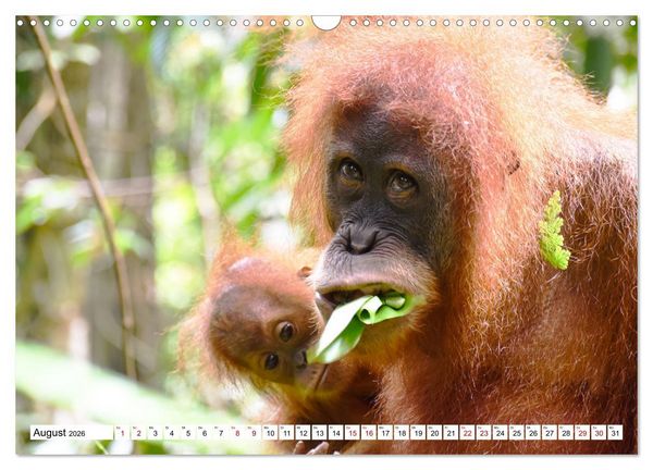 Produktbild: Die letzten freilebenden Orang Utans (Wandkalender 2026 DIN A3 quer), CALVENDO Monatskalender
