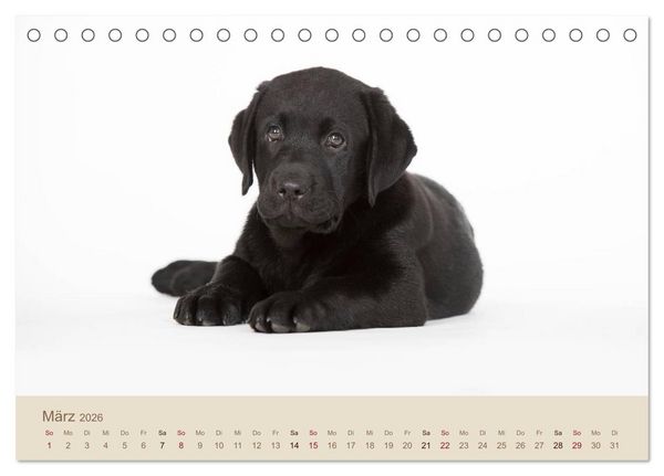 Produktbild: Labrador Retriever (Tischkalender 2026 DIN A5 quer), CALVENDO Monatskalender