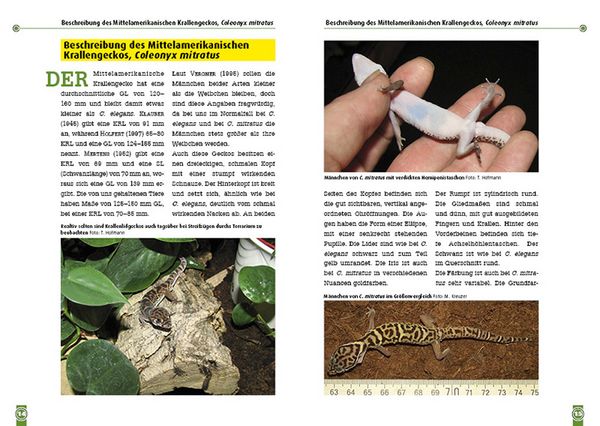 Produktbild: Der Mexikanische und Mittelamerikanische Krallengecko