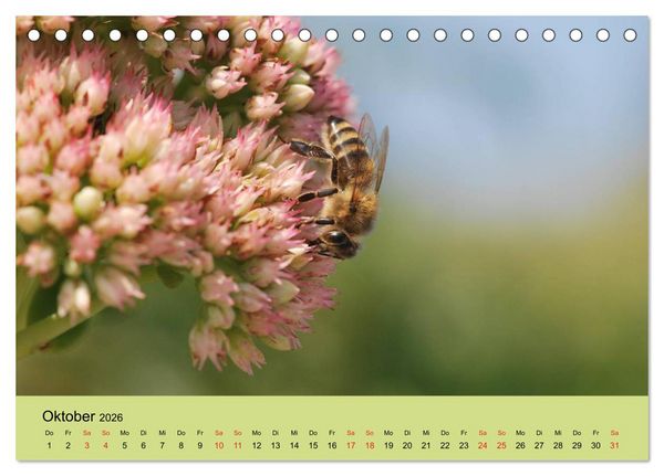 Produktbild: Bienen bei der Arbeit (Tischkalender 2026 DIN A5 quer), CALVENDO Monatskalender