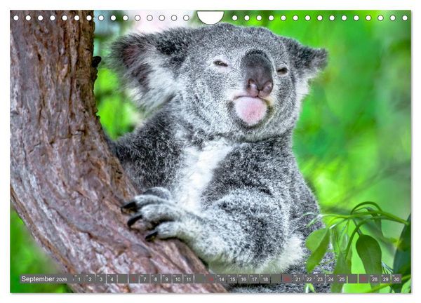 Produktbild: Koalas - Kuscheliges Symbol Australiens (Wandkalender 2026 DIN A4 quer), CALVENDO Monatskalender