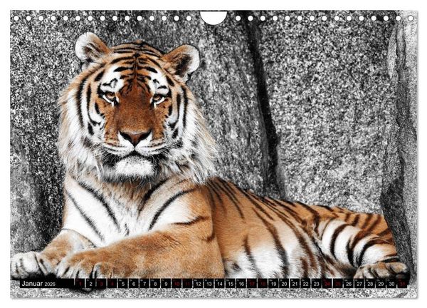 Produktbild: Wild Animals - Wilde Tiere (Wandkalender 2026 DIN A4 quer), CALVENDO Monatskalender