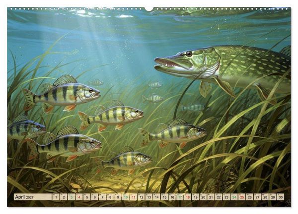 Produktbild: Barsche im See (Wandkalender 2027 DIN A2 quer), CALVENDO Monatskalender