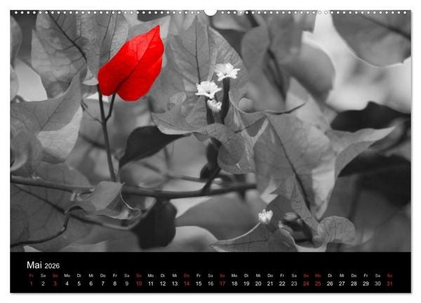 Produktbild: Blickfang in Rot (Wandkalender 2026 DIN A2 quer), CALVENDO Monatskalender