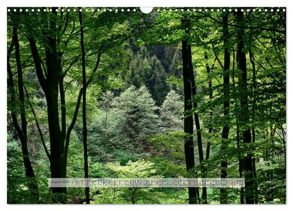 Produktbild: Wald im Bergischen Land 2026 (Wandkalender 2026 DIN A3 quer), CALVENDO Monatskalender