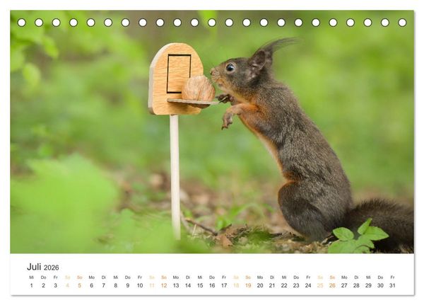 Produktbild: Geheimes Waldleben (Tischkalender 2026 DIN A5 quer), CALVENDO Monatskalender