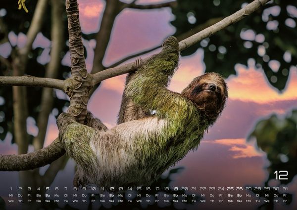 Produktbild: Faultiere &ndash; Chill mal! - 2027 - Kalender DIN A2