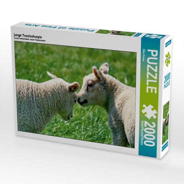 CALVENDO Puzzle junge Texelscharpie | 2000 Teile Lege-Größe 90x67cm Foto-Puzzle für glückliche Stunden