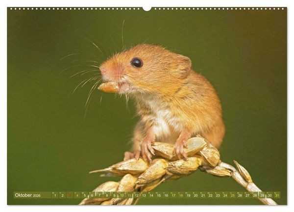 Produktbild: Zauberhafte M&auml;use: Von wegen nur Grau (hochwertiger Premium Wandkalender 2026 DIN A2 quer), Kunstdruck in Hochglanz