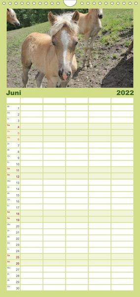 Produktbild: Familienplaner Alpenpferde (Wandkalender 2022 , 21 cm x 45 cm, hoch)