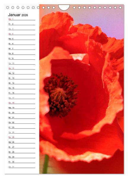 Produktbild: Mohn, zarte Bl&uuml;ten, starke Farben, der Geburtstagskalender (Wandkalender 2026 DIN A4 hoch), CALVENDO Monatskalender