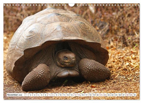 Produktbild: Gal&aacute;pagos - Die verwunschenen Inseln (Wandkalender 2026 DIN A3 quer), CALVENDO Monatskalender