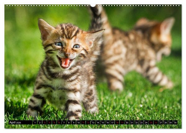 Produktbild: Bengalen Outdoor und Action (hochwertiger Premium Wandkalender 2026 DIN A2 quer), Kunstdruck in Hochglanz